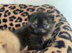 Amber - Exotic Kitten For Sale - 