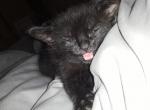 Midnight - Bombay Kitten For Sale - Masonville, AR, US