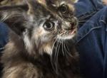 Bianca - Siberian Kitten For Sale - Port Murray, NJ, US