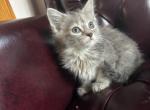 Sylvia - Siberian Kitten For Sale - Port Murray, NJ, US