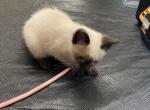 Tiny - Siamese Kitten For Sale - Janesville, MN, US