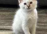 Chocolate Lynx Male    Black Collar - Balinese Kitten For Sale - Plainville, CT, US