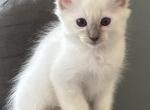 Blue Point Male    Red Collar - Balinese Kitten For Sale - Plainville, CT, US