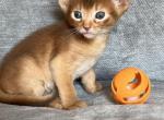 Macey - Abyssinian Kitten For Sale - 