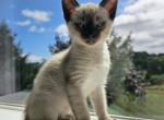 Siamese Kittens - Siamese Kitten For Sale - Longview, WA, US