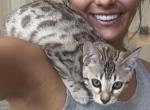 California Mae - Bengal Kitten For Sale - Oklahoma City, OK, US