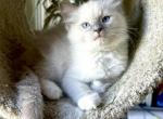 King Arthur - Ragdoll Kitten For Sale - Los Angeles, CA, US