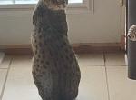 Fury - Savannah Cat For Sale - Columbus, OH, US