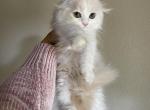 Red silver bicolor boy - Scottish Fold Kitten For Sale - Sun City Center, FL, US