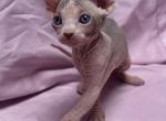 Bicolor female - Sphynx Kitten For Sale - 