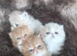 Red and cream persian kittens - Persian Kitten For Sale - Pittsburgh, PA, US