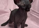 All black female - Sphynx Kitten For Sale - Los Angeles, CA, US