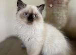 Seal Point LH girl - Scottish Straight Kitten For Sale - Sun City Center, FL, US