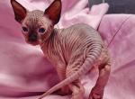 Chocolate Male - Sphynx Kitten For Sale - Los Angeles, CA, US