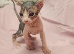 Bicolor Male - Sphynx Kitten For Sale - 