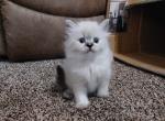 'Fancy - Ragdoll Kitten For Sale - Shawnee, OK, US