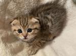 Scott 6 - Scottish Fold Kitten For Sale - New York, NY, US