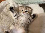 Scott 5 - Scottish Fold Kitten For Sale - Brooklyn, NY, US