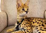 2 Beautiful African Serval Boys Available - Savannah Kitten For Sale - 