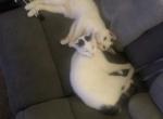 Daisy second batch - Turkish Van Kitten For Sale - Santa Clarita, CA, US