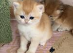 Angelica 1 - British Shorthair Kitten For Sale - Brooklyn, NY, US