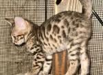 Luke - Bengal Kitten For Sale - 