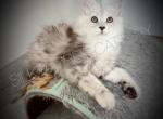 Zima - Maine Coon Kitten For Sale - 