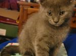 Male Russian Blue Kitten - Russian Blue Kitten For Sale - Fayetteville, NC, US