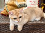 LUCY - British Shorthair Kitten For Sale - FL, US