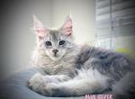 Zara - Maine Coon Kitten For Sale - 