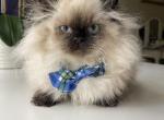 Low price Munchkin LH boy very short legs - Munchkin Kitten For Sale - 