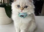 Golden chinchilla point petite size girl - Scottish Fold Kitten For Sale - 