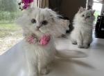 Silver point chinchilla - Scottish Fold Kitten For Sale - Sun City Center, FL, US