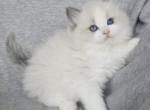 Traditional bi color beauty - Ragdoll Kitten For Sale - 