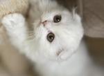 Cream silver Van girl - Scottish Fold Kitten For Sale - Sun City Center, FL, US