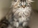 Black Tortie Tabby girl - Scottish Fold Kitten For Sale - Sun City Center, FL, US