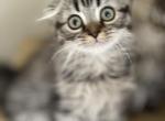 Black silver tabby boy - Scottish Fold Kitten For Sale - Sun City Center, FL, US