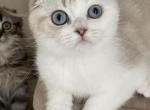 Scottish Fold Shorthair brothers - Scottish Fold Kitten For Sale - Sun City Center, FL, US