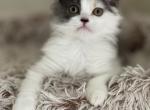 Blue cream tortie Harlequin LH girl - Scottish Straight Kitten For Sale - Sun City Center, FL, US