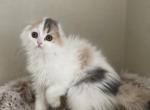 Blue Cream Harlequin girl - Scottish Fold Kitten For Sale - Sun City Center, FL, US