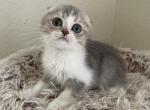 Scottish Fold with short tail girl - Scottish Fold Kitten For Sale - Sun City Center, FL, US