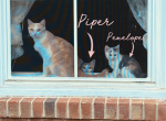 Piper and Penelope - Domestic Cat For Adoption - Cary, NC, US