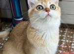 Lucky - British Shorthair Kitten For Sale - FL, US