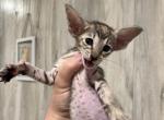 Chestnut patch tabby - Oriental Kitten For Sale - Cassatt, SC, US