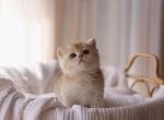 Haku - British Shorthair Kitten For Sale - Minneapolis, MN, US