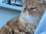 Felix - Persian Cat For Adoption - CA, US