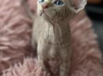 Riki - Sphynx Kitten For Sale - 