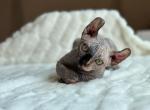 Fifty Fifty - Sphynx Kitten For Sale - 