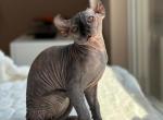 Liya - Sphynx Kitten For Sale - 