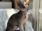 Aphina - Sphynx Kitten For Sale - Cherry Hill, NJ, US